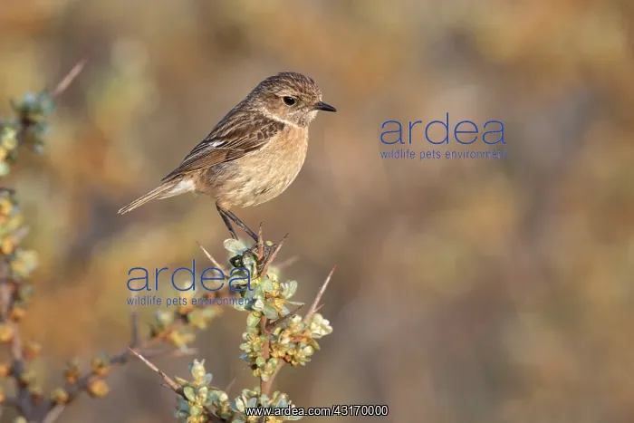 : European Stonechat (Saxicola rubicola) female perched : European Stonechat (Saxicola rubicola) female perched