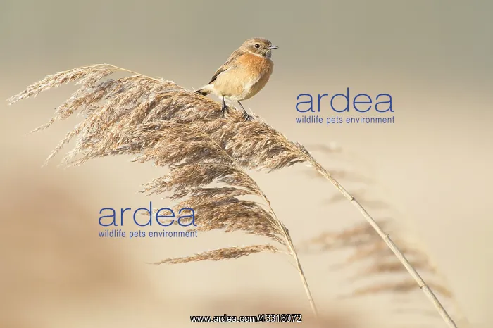 : European Stonechat (Saxicola rubicola) female perched on ree : European Stonechat (Saxicola rubicola) female perched on ree