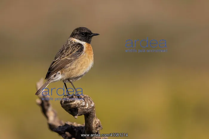 : European stonechat (Saxicola rubicola), male on : European stonechat (Saxicola rubicola), male on