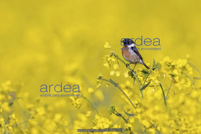 : European stonechat (Saxicola rubicola) male perched in rape field in flower in spring : European stonechat (Saxicola rubicola) male perched in rape field in flower in spring
