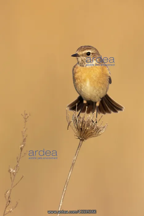 : European Stonechat (Saxicola rubicola), front vi : European Stonechat (Saxicola rubicola), front vi