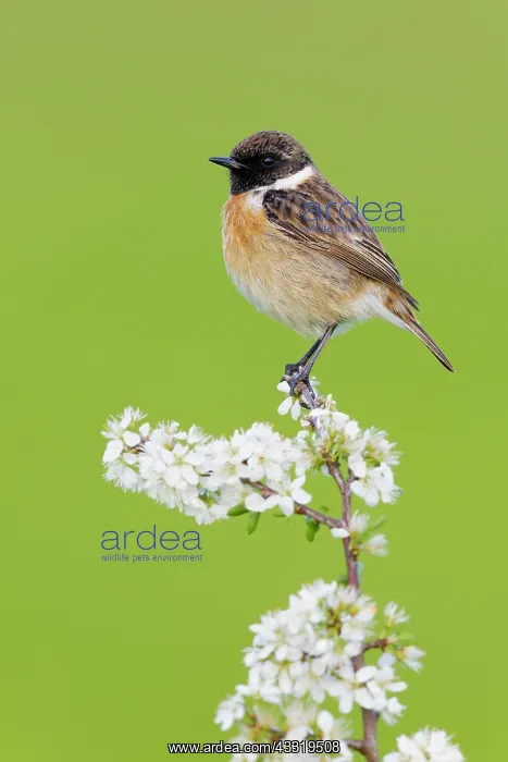 : European Stonechat (Saxicola rubicola), side vie : European Stonechat (Saxicola rubicola), side vie