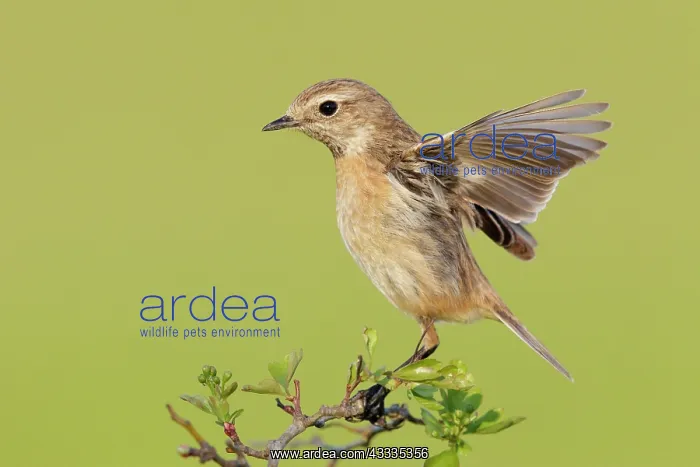 : European Stonechat (Saxicola rubicola), side vie : European Stonechat (Saxicola rubicola), side vie