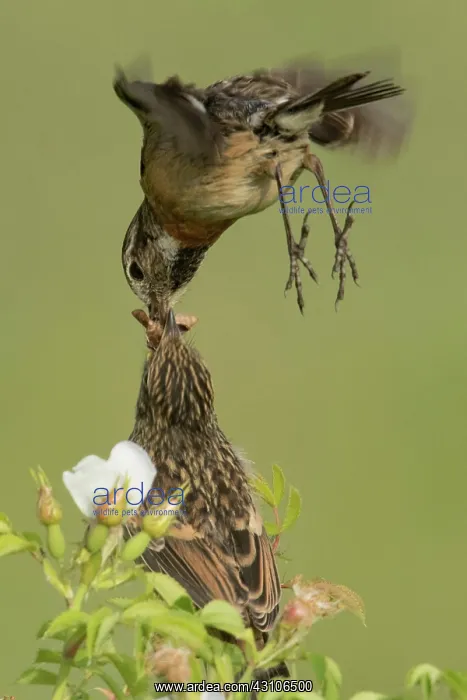 : European stonechats (Saxicola rubicola), female : European stonechats (Saxicola rubicola), female