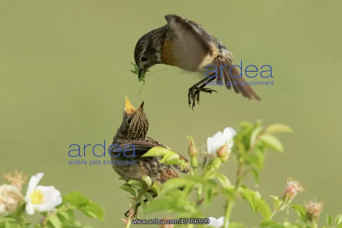 : European stonechats (Saxicola rubicola), female : European stonechats (Saxicola rubicola), female