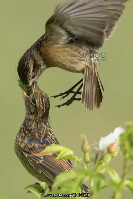 : European stonechats (Saxicola rubicola), female : European stonechats (Saxicola rubicola), female