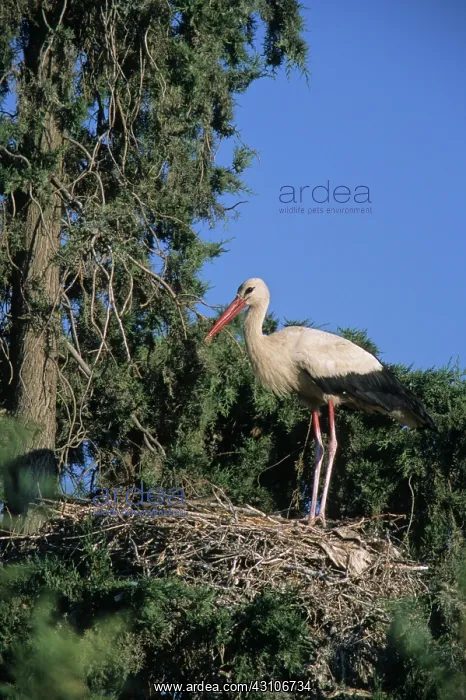  : European Stork on nest