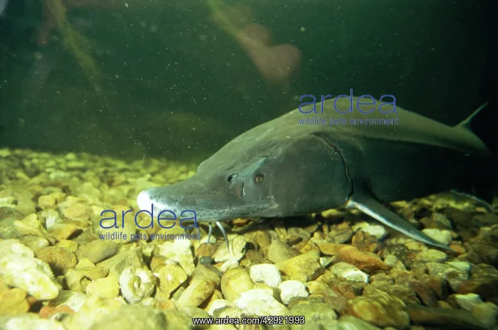 : European Sturgeon : European Sturgeon