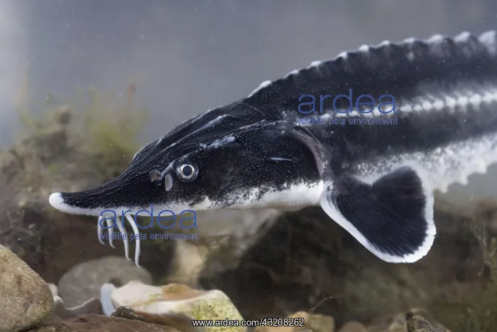 : European Sturgeon, Beluga Sturgeon, European Sturgeon : European Sturgeon, Beluga Sturgeon, European Sturgeon
