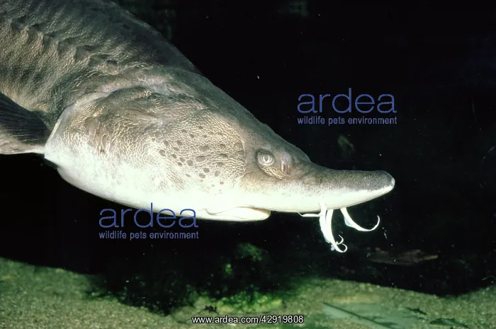 : European STURGEON Fish - showing barbels (sensors) on nose : European STURGEON Fish - showing barbels (sensors) on nose