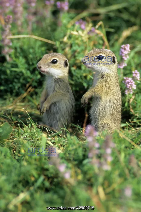  : European Suslik  /  Souslik  /  Ground Squirrel - 2