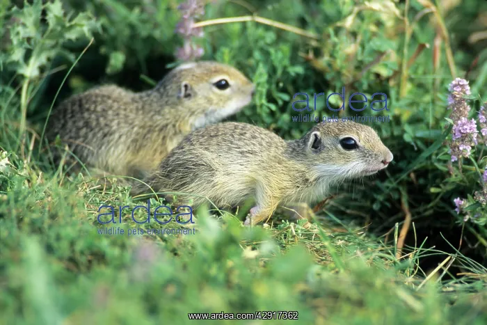 : European Suslik / Souslik / Ground Squirrel - 2 : European Suslik / Souslik / Ground Squirrel - 2