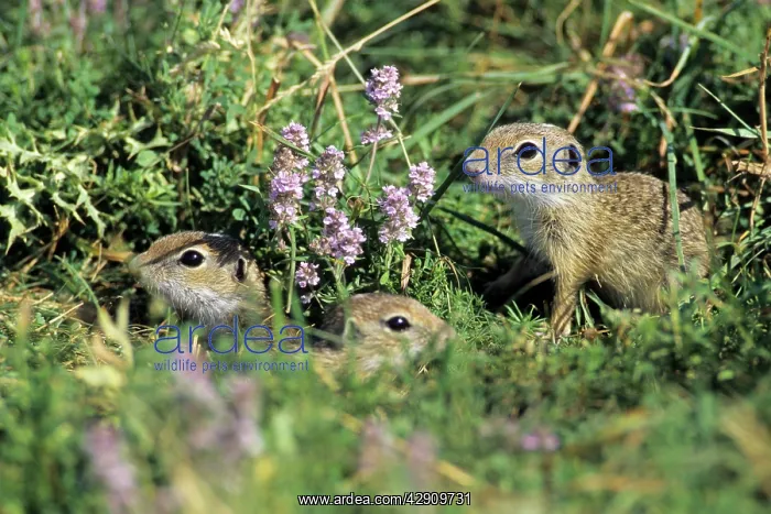 : European Suslik / Souslik / Ground Squirrel - 3 : European Suslik / Souslik / Ground Squirrel - 3