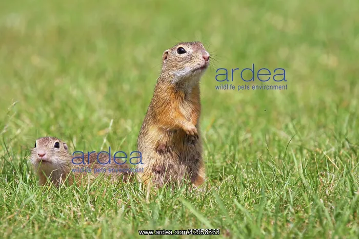  : European Suslik  /  Souslik  /  Ground Squirrel -