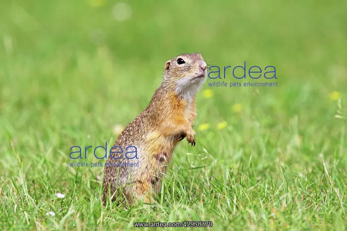 : European Suslik / Souslik / Ground Squirrel - : European Suslik / Souslik / Ground Squirrel -