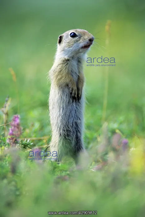 : European Suslik / Souslik / Ground Squirrel - animal : European Suslik / Souslik / Ground Squirrel - animal