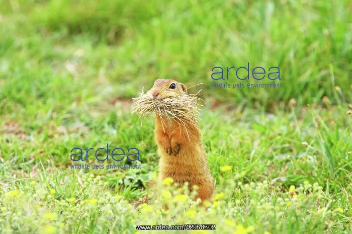 : European Suslik / Souslik / Ground Squirrel - carrying grass : European Suslik / Souslik / Ground Squirrel - carrying grass