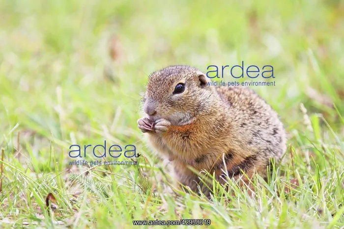 : European Suslik / Souslik / Ground Squirrel - eating : European Suslik / Souslik / Ground Squirrel - eating