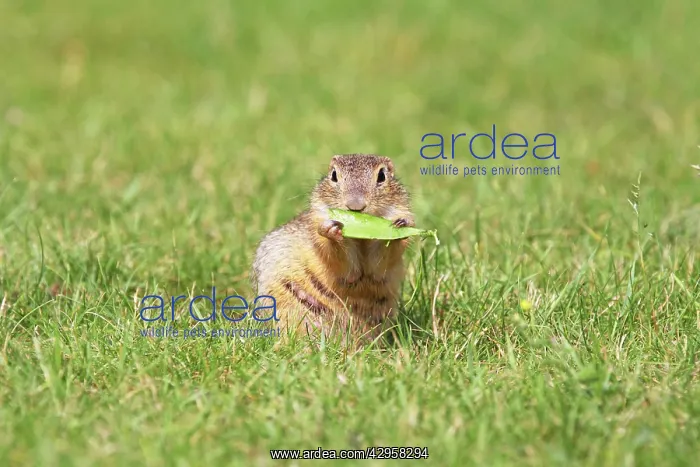  : European Suslik  /  Souslik  /  Ground Squirrel - eating leaf