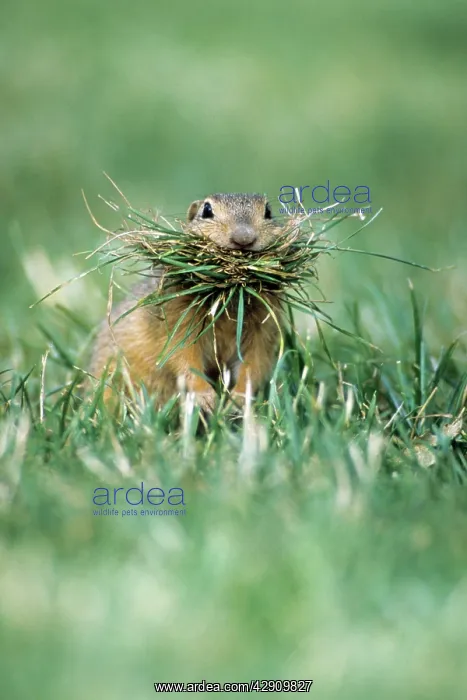 : European Suslik / Souslik / Ground Squirrel - female : European Suslik / Souslik / Ground Squirrel - female