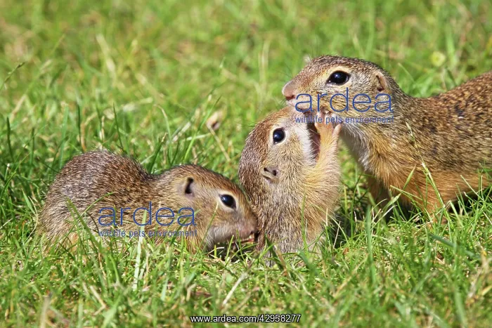 : European Suslik / Souslik / Ground Squirrel - female : European Suslik / Souslik / Ground Squirrel - female