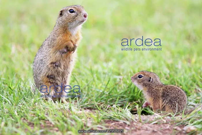 : European Suslik / Souslik / Ground Squirrel - female : European Suslik / Souslik / Ground Squirrel - female
