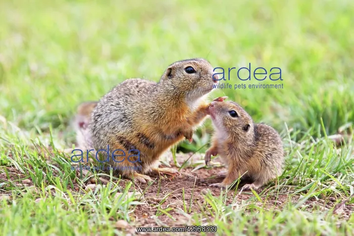 : European Suslik / Souslik / Ground Squirrel - female : European Suslik / Souslik / Ground Squirrel - female