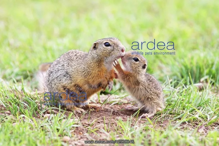 : European Suslik / Souslik / Ground Squirrel - female : European Suslik / Souslik / Ground Squirrel - female