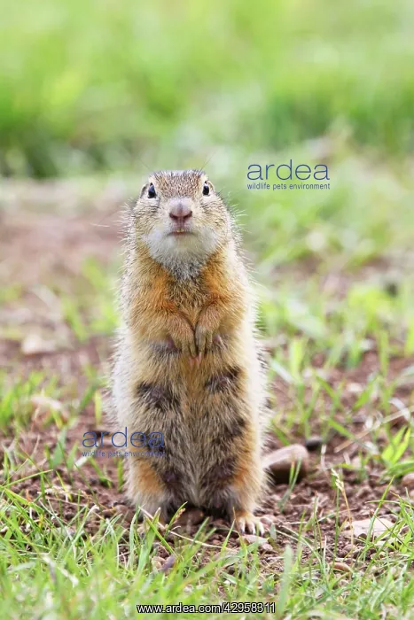 : European Suslik / Souslik / Ground Squirrel - female upright : European Suslik / Souslik / Ground Squirrel - female upright