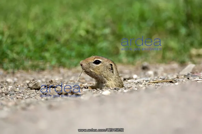 : European Suslik / Souslik / Ground Squirrel - Head : European Suslik / Souslik / Ground Squirrel - Head