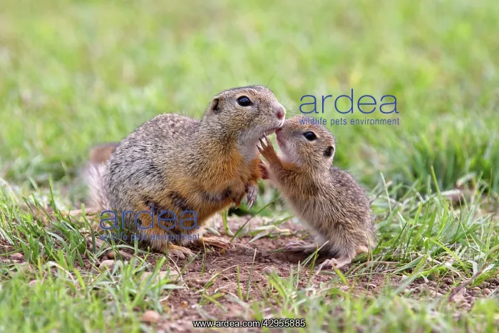 : European Suslik / Souslik / Ground Squirrel - mother : European Suslik / Souslik / Ground Squirrel - mother