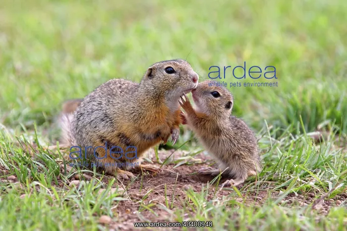 : European Suslik / Souslik / Ground Squirrel - mother : European Suslik / Souslik / Ground Squirrel - mother