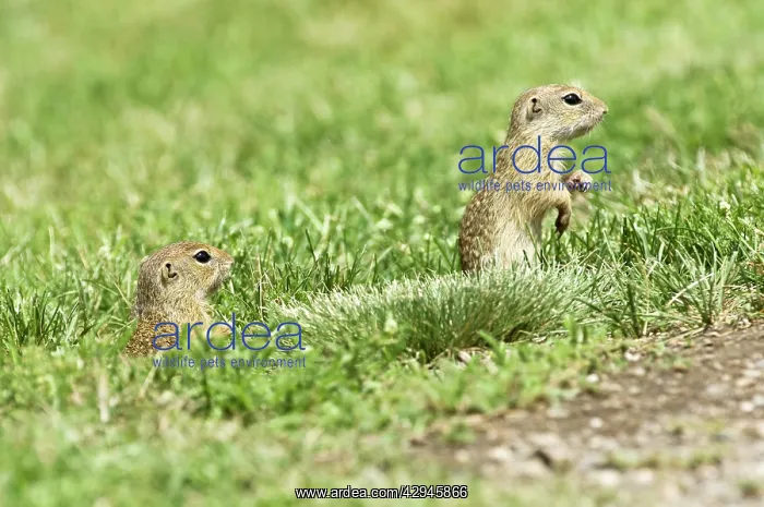 : European Suslik / Souslik / Ground Squirrel - Pair : European Suslik / Souslik / Ground Squirrel - Pair