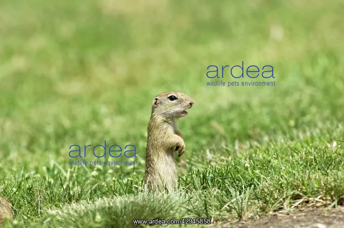 : European Suslik / Souslik / Ground Squirrel - Standing : European Suslik / Souslik / Ground Squirrel - Standing