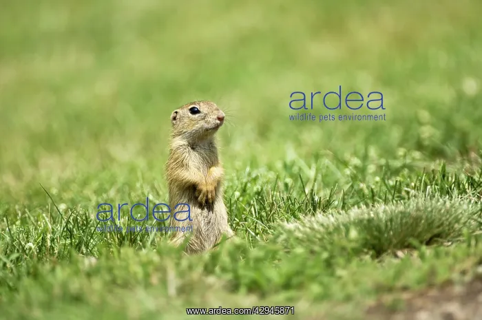 : European Suslik / Souslik / Ground Squirrel - Standing : European Suslik / Souslik / Ground Squirrel - Standing