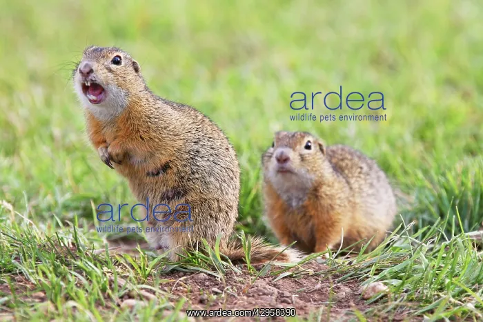  : European Suslik  /  Souslik  /  Ground Squirrel - upright