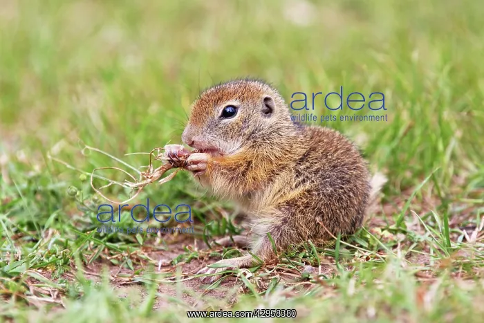 : European Suslik / Souslik / Ground Squirrel - young : European Suslik / Souslik / Ground Squirrel - young