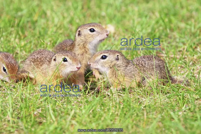 : European Suslik / Souslik / Ground Squirrel - young ones : European Suslik / Souslik / Ground Squirrel - young ones