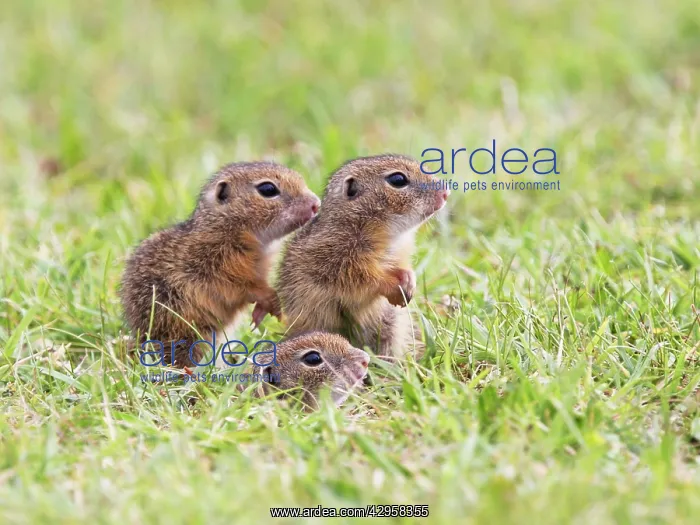 : European Suslik / Souslik / Ground Squirrel - young ones : European Suslik / Souslik / Ground Squirrel - young ones