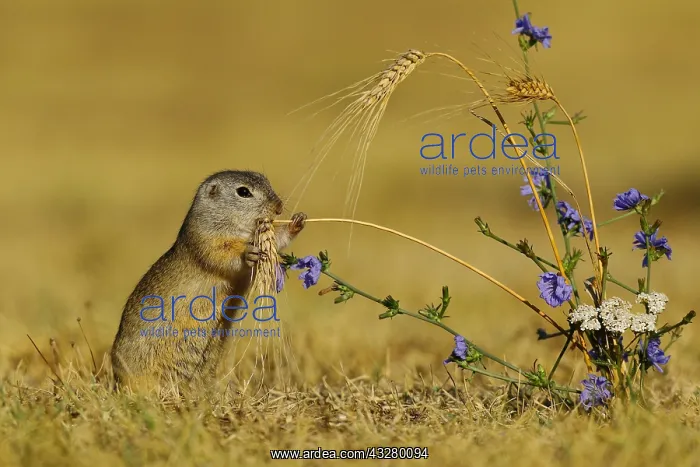 : European Suslik (Spermophilus citellus) feeding : European Suslik (Spermophilus citellus) feeding