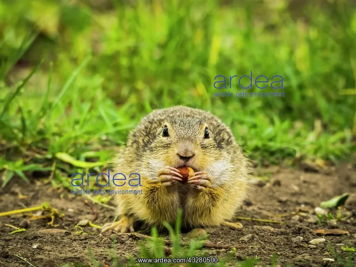 : European Suslik (Spermophilus citellus) gnaws on : European Suslik (Spermophilus citellus) gnaws on