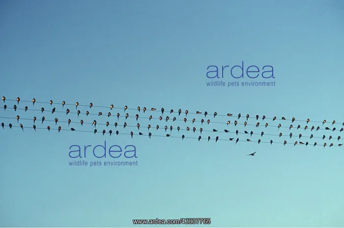 : EUROPEAN SWALLOWS - flock on wires : EUROPEAN SWALLOWS - flock on wires