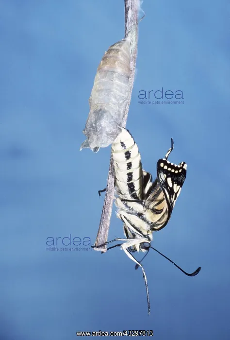 : European Swallowtail BUTTERFLY - emerging from pupa : European Swallowtail BUTTERFLY - emerging from pupa