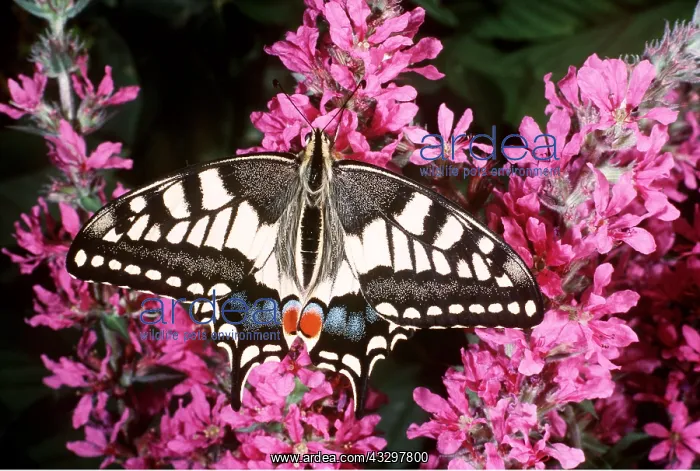 : European Swallowtail BUTTERFLY - on flower : European Swallowtail BUTTERFLY - on flower