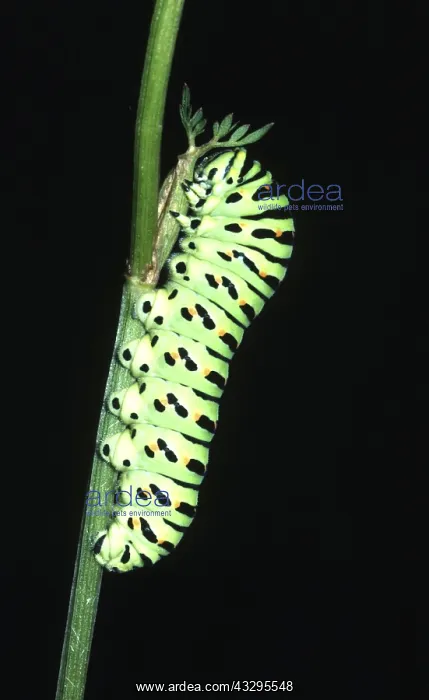 : European Swallowtail BUTTERFLY - Larvae / caterpillar : European Swallowtail BUTTERFLY - Larvae / caterpillar