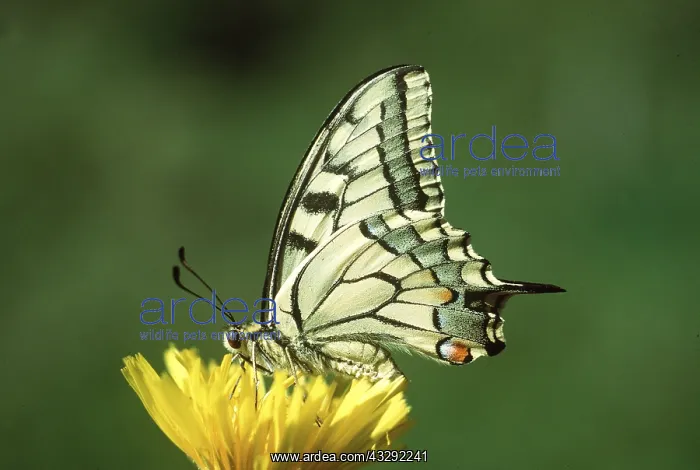  : European Swallowtail BUTTERFLY - Male