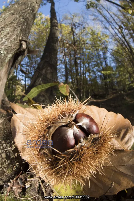 : European sweet chestnuts (Castanea sativa) laying : European sweet chestnuts (Castanea sativa) laying