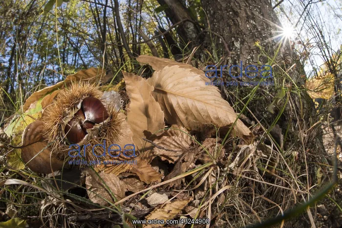  : European sweet chestnuts (Castanea sativa) laying