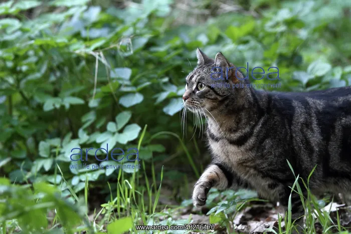 : European tabby cat lurking in a garden in winter - France : European tabby cat lurking in a garden in winter - France