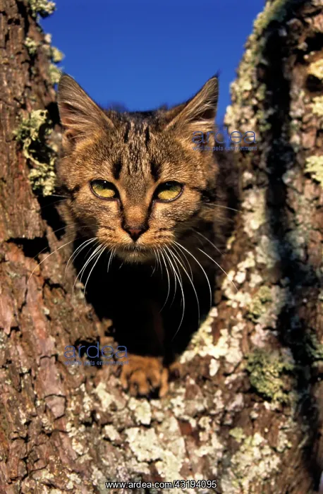 : European tabby cat, Male kitten in a tree : European tabby cat, Male kitten in a tree